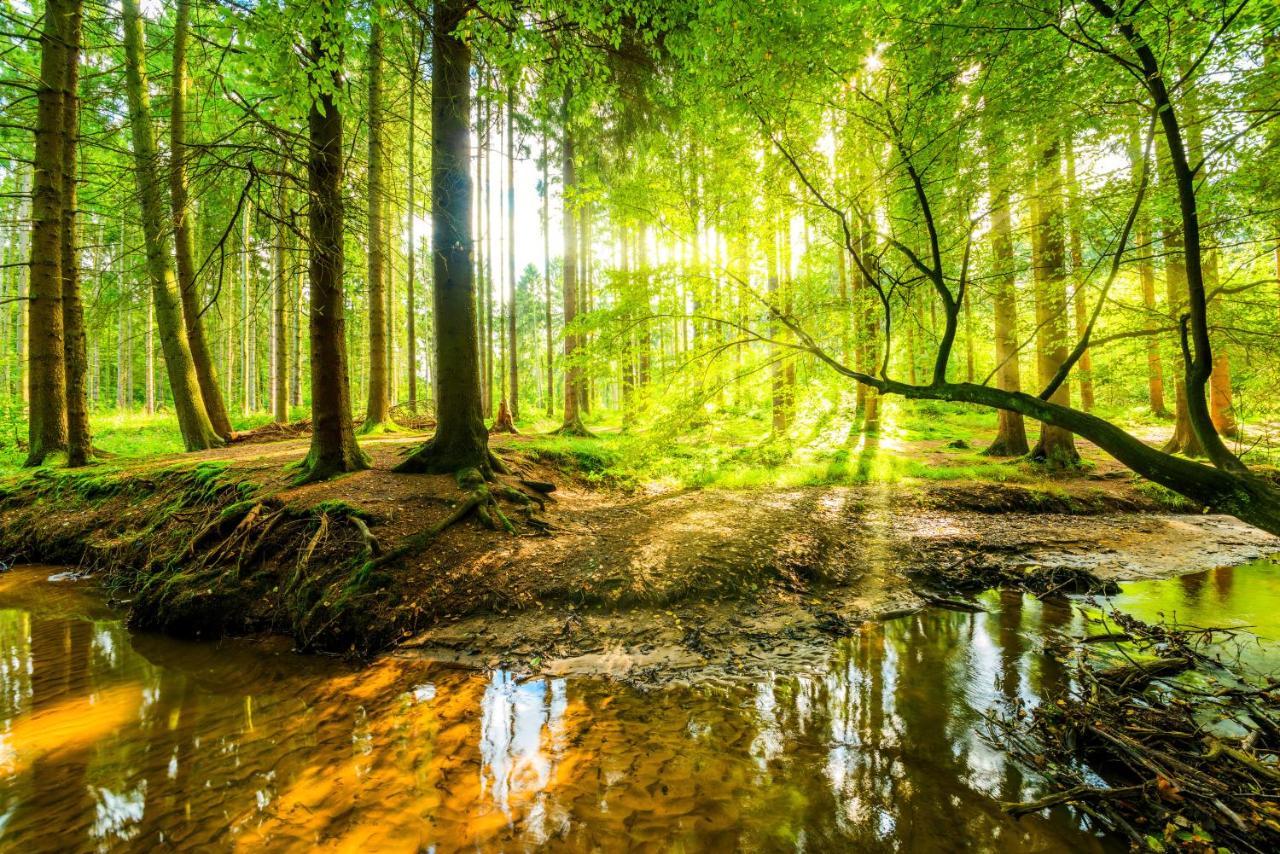 Charming On The Forest In Wald 12 Guests Hugh Garden Willingen Sauerland *